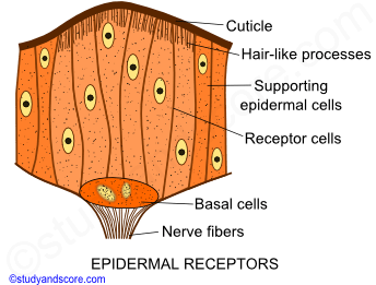 Earthworm nervous system, Earthworm sense organs, central nervous system, peripheral nervous system, buccal receptor, epidermal receptors, photoreceptors